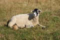 A sheep laying on the grass