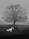 a sheep laying in the grass near a large tree in the fog
