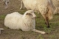 Sheep laying on the ground in a park in Cologne