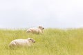 Sheep laying on levee grass