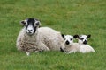 Sheep laying with spring lambs Royalty Free Stock Photo