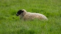Sheep lazing in the sunshine 1b Royalty Free Stock Photo
