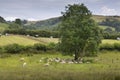 Sleepy Welsh sheep, fields and trees
