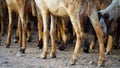 Goats legs and goat hoop,Crackings,on concrete ground. Goats cracking or Hoop protects the thrones and solid material to walk.