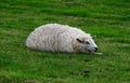 Sheep at the Levee of the North Sea, Husum, Schleswig - Holstein Royalty Free Stock Photo