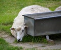 Sheep at the Levee of the North Sea, Husum, Schleswig - Holstein Royalty Free Stock Photo