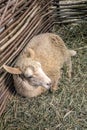 Lonely sheep lies on hay in a corral of twigs Royalty Free Stock Photo