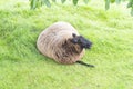 A sheep lies on the lawn of a farm Royalty Free Stock Photo