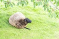 A sheep lies on the lawn of a farm Royalty Free Stock Photo