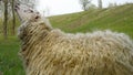 Sheep lifted her head. Royalty Free Stock Photo