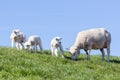 Sheep and little lambs in Dutch field Royalty Free Stock Photo