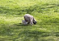 Sheep with little lambs graze on the grass in the Gey Ben Hinnom Park slope - called in the Holy Books as the Blazing Inferno in