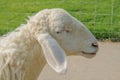 Sheep Royalty Free Stock Photo