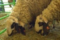 Sheep at livestock exhibition