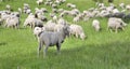 Sheep in livestock grazing in spring
