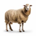 Ultra-detailed Side View Of Sheep On White Background Royalty Free Stock Photo