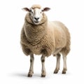 Distinctive Character Design: Sheep Standing In Front Of White Background