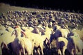 Flock of sheep with old vintage effect Royalty Free Stock Photo