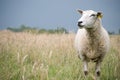 Sheep looking aside Royalty Free Stock Photo