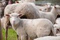 Sheep looking at the camera. Royalty Free Stock Photo