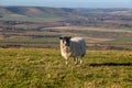 A sheep looking at the camera, on Firle Beacon in the South Downs Royalty Free Stock Photo