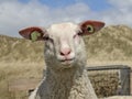 Sheep looking cross eyed in the dunes of the Netherlands. Royalty Free Stock Photo