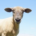 Portrait of a Sheep Royalty Free Stock Photo