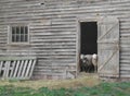 Sheep looking out an old barn door.