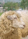 Sheep Royalty Free Stock Photo