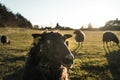 Sheep looking to the camera closeup, rural area in Denmark with herd of sheeps