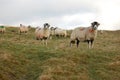 Sheep looking west up Weardale Royalty Free Stock Photo