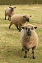 Sheep looking at you Royalty Free Stock Photo