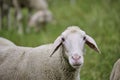 Sheep looking at you Royalty Free Stock Photo