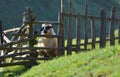 Sheep looks out from behind a wooden fence