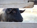 A sheep looks over the farm