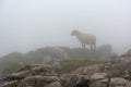 Sheep lost in the fog Royalty Free Stock Photo