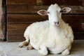 Sheep lying against Royalty Free Stock Photo