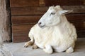 Sheep lying against Royalty Free Stock Photo
