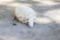 Sheep lying down on the grass and looking camera. Royalty Free Stock Photo