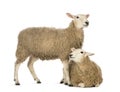 Sheep lying in front of another standing Royalty Free Stock Photo