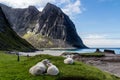 Sheep lying on the grass on the background of cliffs. Lofoten Islands, Norway. Royalty Free Stock Photo