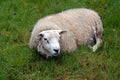 Sheep lying on the grass photography