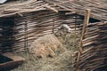 Sheep lying on straw bedding