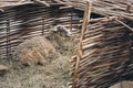 Sheep lying on straw bedding