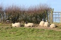 Sheep lying in sun sheltered by hedge on March day