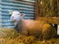 Sheep lying on wheat