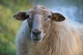 Sheep macro portrait close up special species: Mergelland endagered extintion