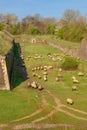 Sheep maintain the grass in a ecology friendly way in the Hoge Fronten park in Maastricht