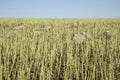 Sheep in maize field on Anglesey, Wales, UK,