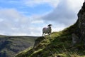 Sheep making sure Amlyd is okay Royalty Free Stock Photo